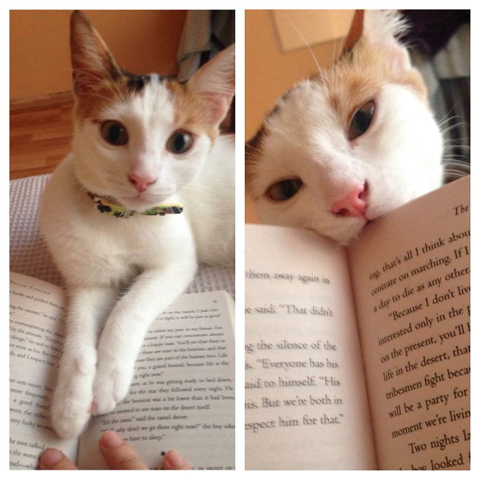 187 Cats That Don’t Care About Your Personal Space 187 Cats That Don’t Care About Your Personal Space