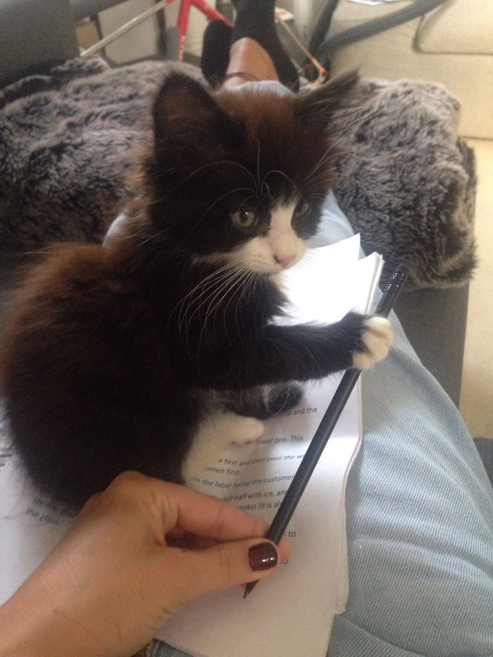 187 Cats That Don’t Care About Your Personal Space 187 Cats That Don’t Care About Your Personal Space