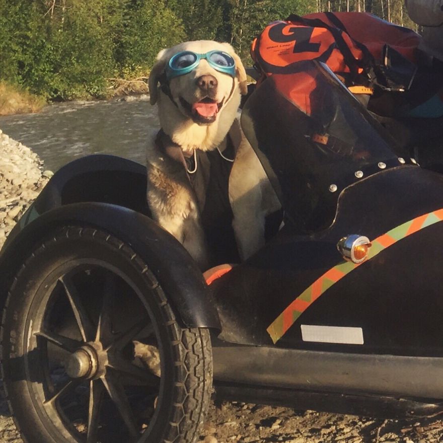 I Motorbiked 6,000 Miles To Alaska With My Dog And We’re Still Going I Motorbiked 6,000 Miles To Alaska With My Dog And We’re Still Going
