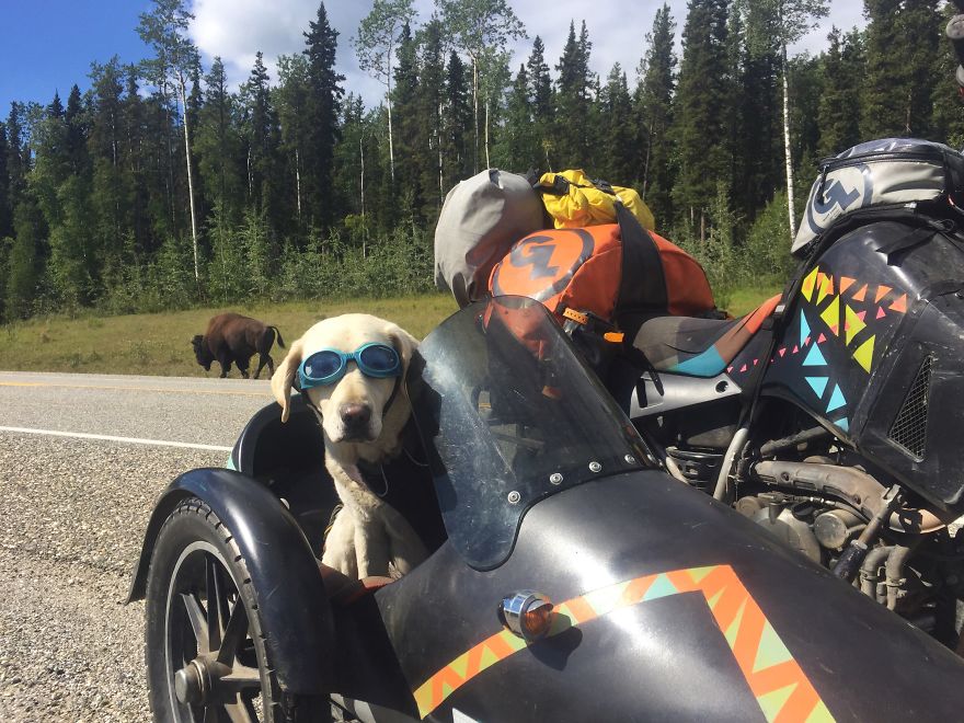 I Motorbiked 6,000 Miles To Alaska With My Dog And We’re Still Going I Motorbiked 6,000 Miles To Alaska With My Dog And We’re Still Going