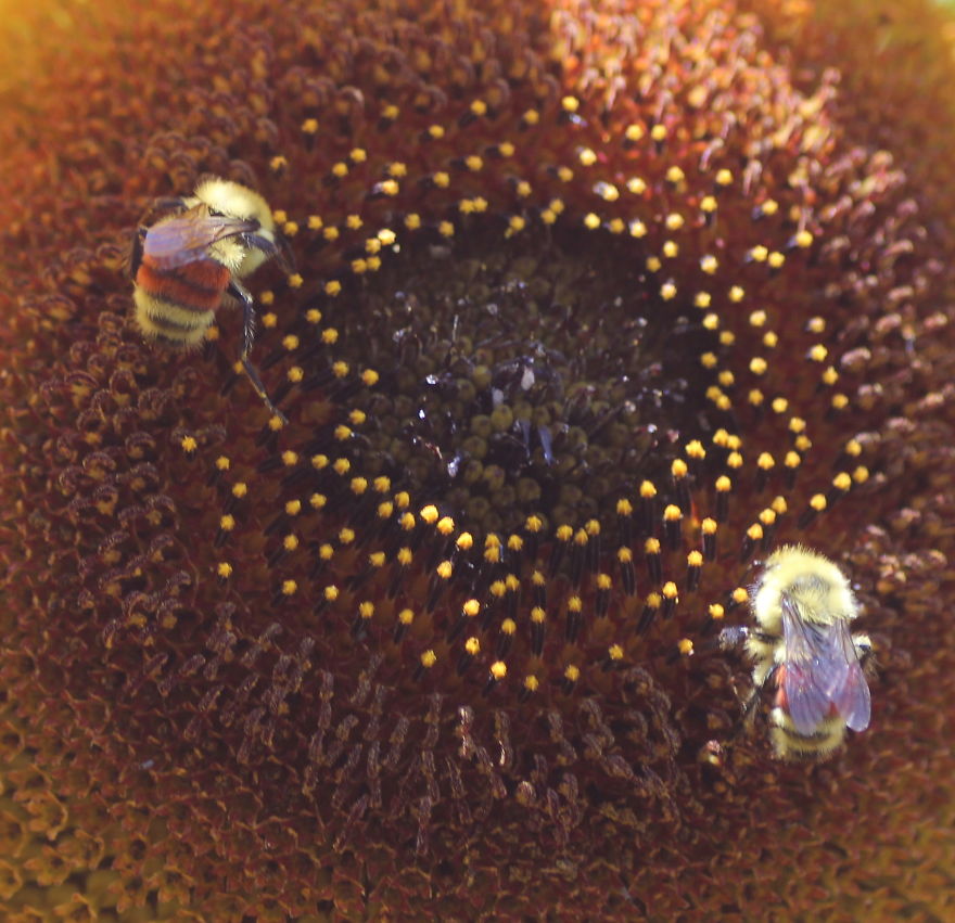 Butterflies And Bees In My Backyard