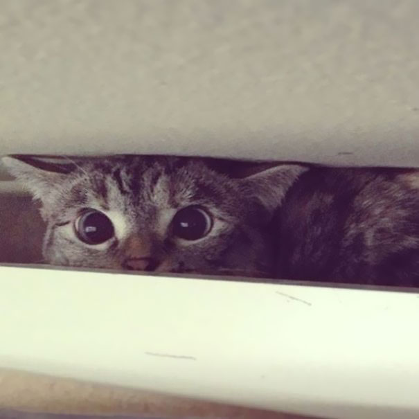 The Story Of Instagram&#8217;s Most Famous Cat Nala, Who Has 3.2M Followers