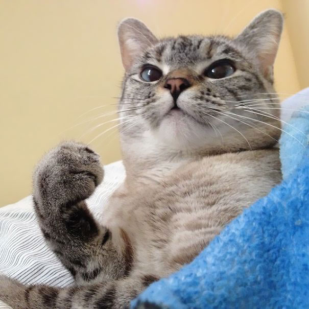The Story Of Instagram&#8217;s Most Famous Cat Nala, Who Has 3.2M Followers