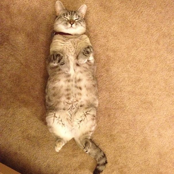 The Story Of Instagram&#8217;s Most Famous Cat Nala, Who Has 3.2M Followers