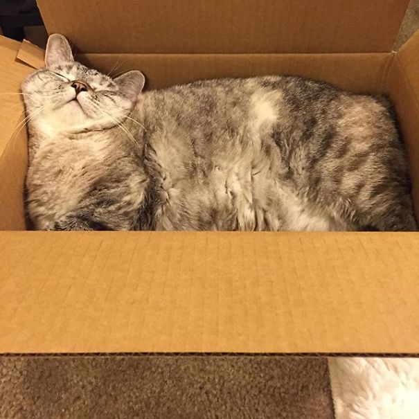 The Story Of Instagram&#8217;s Most Famous Cat Nala, Who Has 3.2M Followers