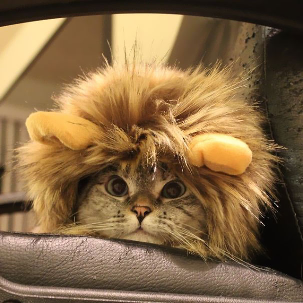 The Story Of Instagram&#8217;s Most Famous Cat Nala, Who Has 3.2M Followers