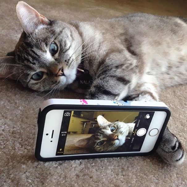 The Story Of Instagram&#8217;s Most Famous Cat Nala, Who Has 3.2M Followers
