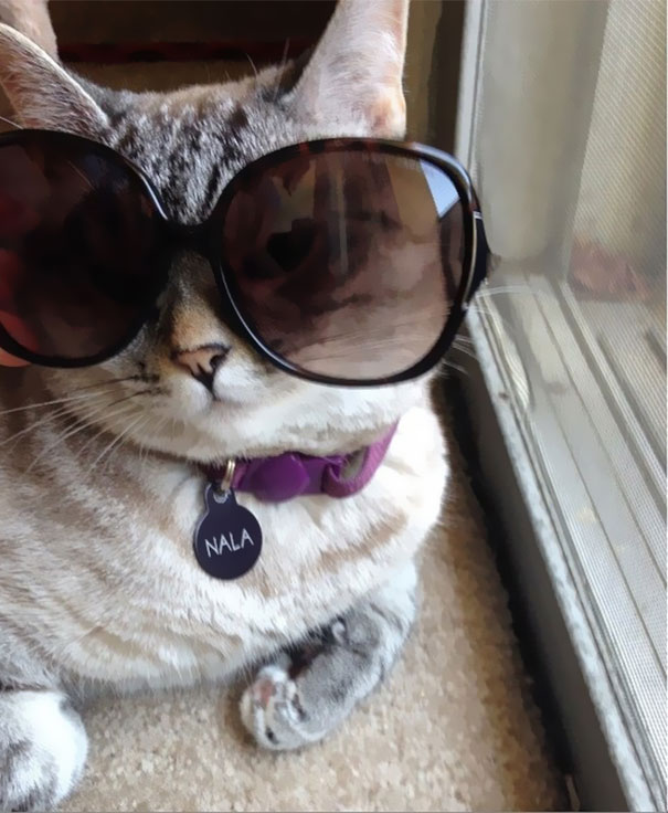 The Story Of Instagram&#8217;s Most Famous Cat Nala, Who Has 3.2M Followers