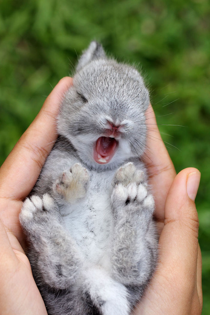 105 Of The Cutest Bunnies Ever 105 Of The Cutest Bunnies Ever