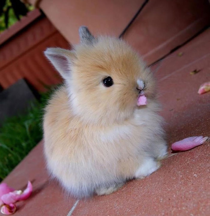 105 Of The Cutest Bunnies Ever 105 Of The Cutest Bunnies Ever