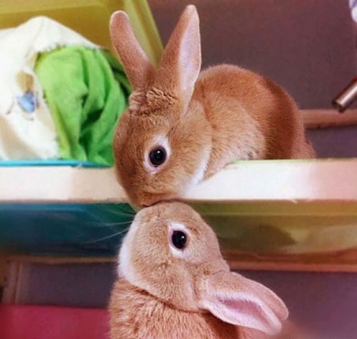 105 Of The Cutest Bunnies Ever 105 Of The Cutest Bunnies Ever