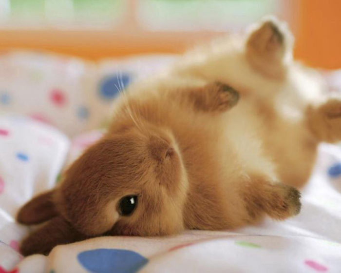 105 Of The Cutest Bunnies Ever 105 Of The Cutest Bunnies Ever