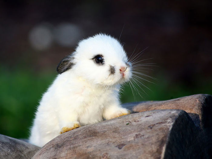 105 Of The Cutest Bunnies Ever 105 Of The Cutest Bunnies Ever