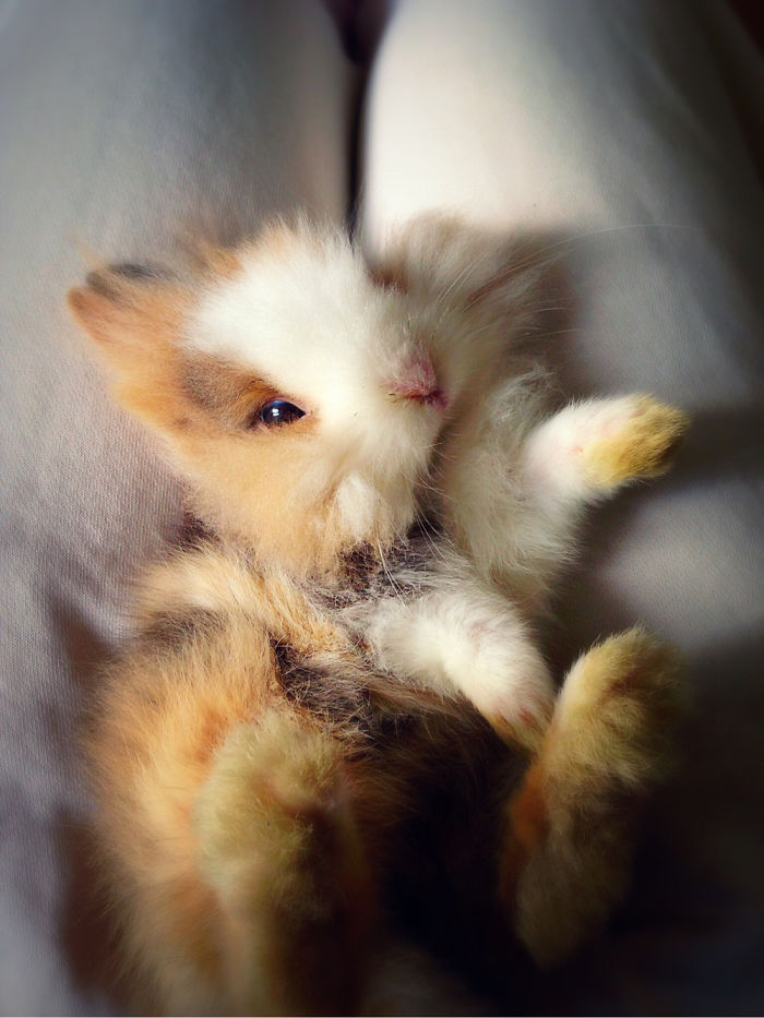 105 Of The Cutest Bunnies Ever 105 Of The Cutest Bunnies Ever