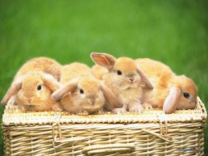 105 Of The Cutest Bunnies Ever 105 Of The Cutest Bunnies Ever