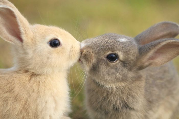 105 Of The Cutest Bunnies Ever 105 Of The Cutest Bunnies Ever