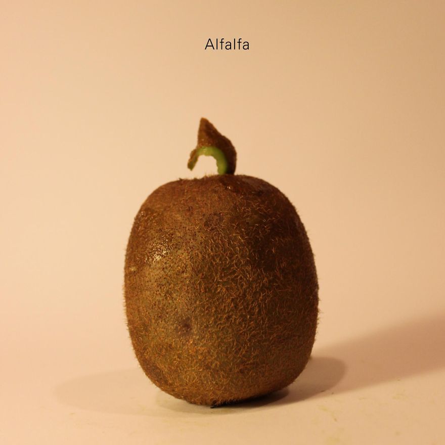 I Revealed The Secret Identity Of Scheming Kiwi Fruits