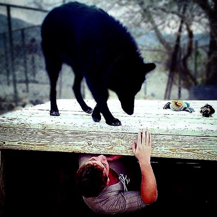 I Discovered My Inner Wolf At Wolf Mountain, California