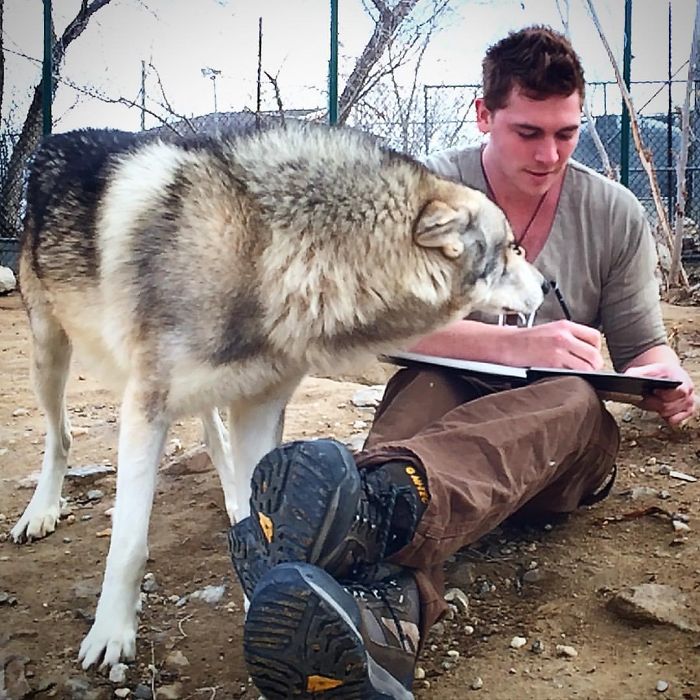 I Discovered My Inner Wolf At Wolf Mountain, California