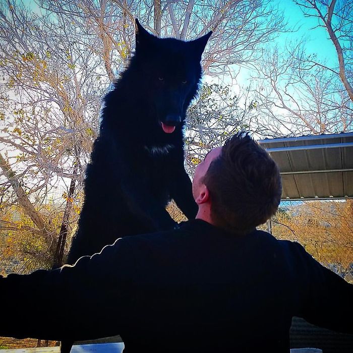 I Discovered My Inner Wolf At Wolf Mountain, California