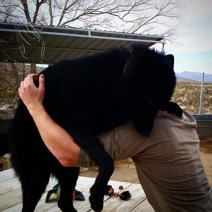 I Discovered My Inner Wolf At Wolf Mountain, California