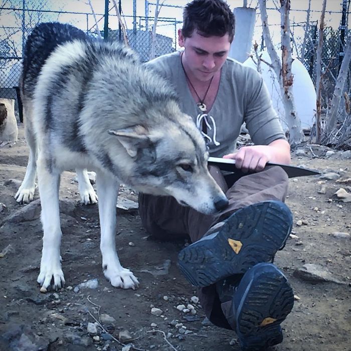 I Discovered My Inner Wolf At Wolf Mountain, California