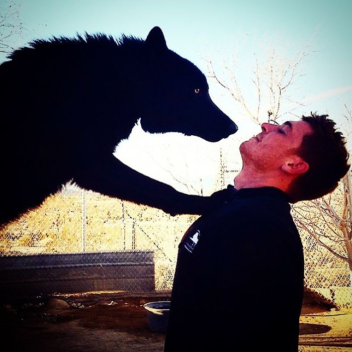 I Discovered My Inner Wolf At Wolf Mountain, California