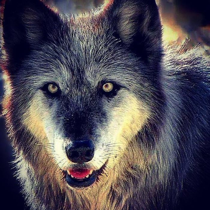 I Discovered My Inner Wolf At Wolf Mountain, California