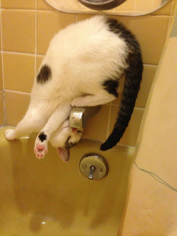 50 Hilarious Examples Of Cat Logic 50 Hilarious Examples Of Cat Logic