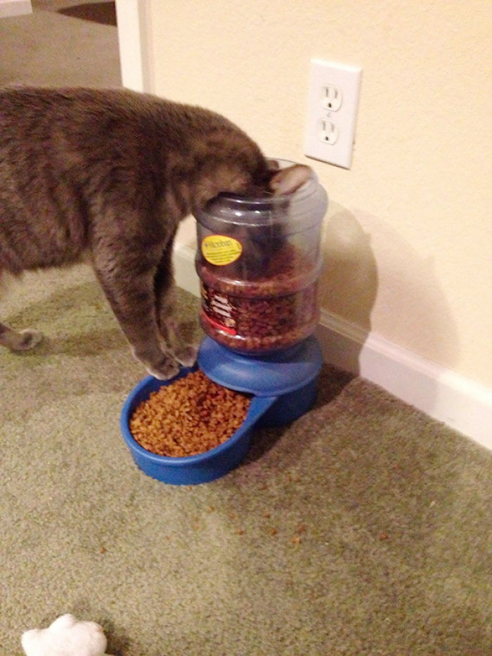 50 Hilarious Examples Of Cat Logic 50 Hilarious Examples Of Cat Logic
