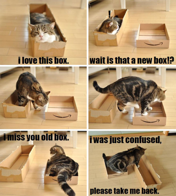 50 Hilarious Examples Of Cat Logic 50 Hilarious Examples Of Cat Logic