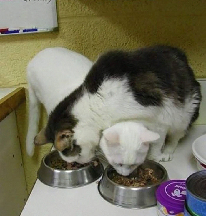 50 Hilarious Examples Of Cat Logic 50 Hilarious Examples Of Cat Logic
