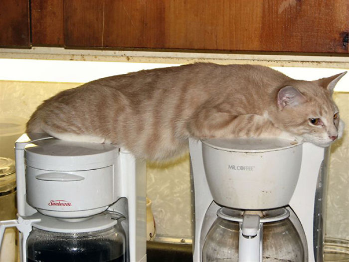 50 Hilarious Examples Of Cat Logic 50 Hilarious Examples Of Cat Logic