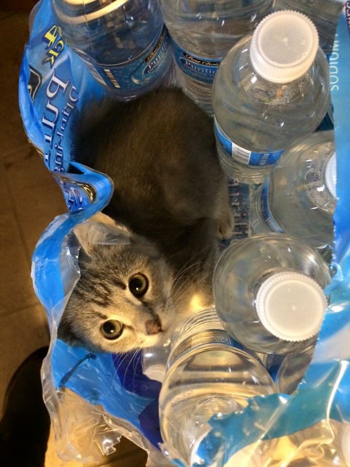 50 Hilarious Examples Of Cat Logic 50 Hilarious Examples Of Cat Logic