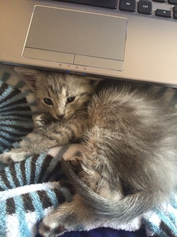 50 Hilarious Examples Of Cat Logic 50 Hilarious Examples Of Cat Logic