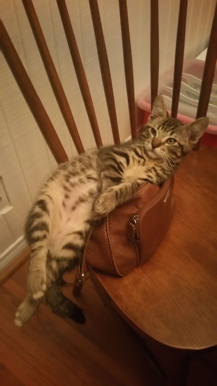 50 Hilarious Examples Of Cat Logic 50 Hilarious Examples Of Cat Logic