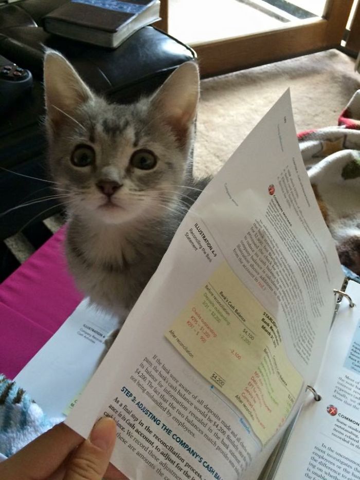 50 Hilarious Examples Of Cat Logic 50 Hilarious Examples Of Cat Logic