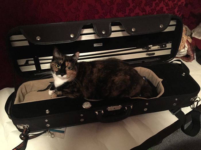 50 Hilarious Examples Of Cat Logic 50 Hilarious Examples Of Cat Logic