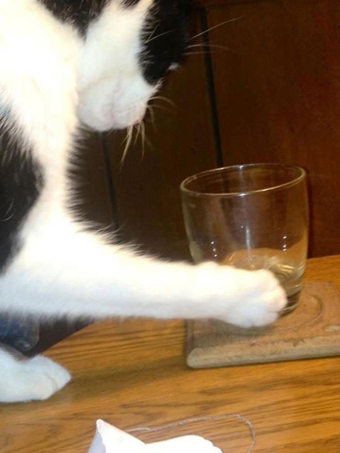 50 Hilarious Examples Of Cat Logic 50 Hilarious Examples Of Cat Logic