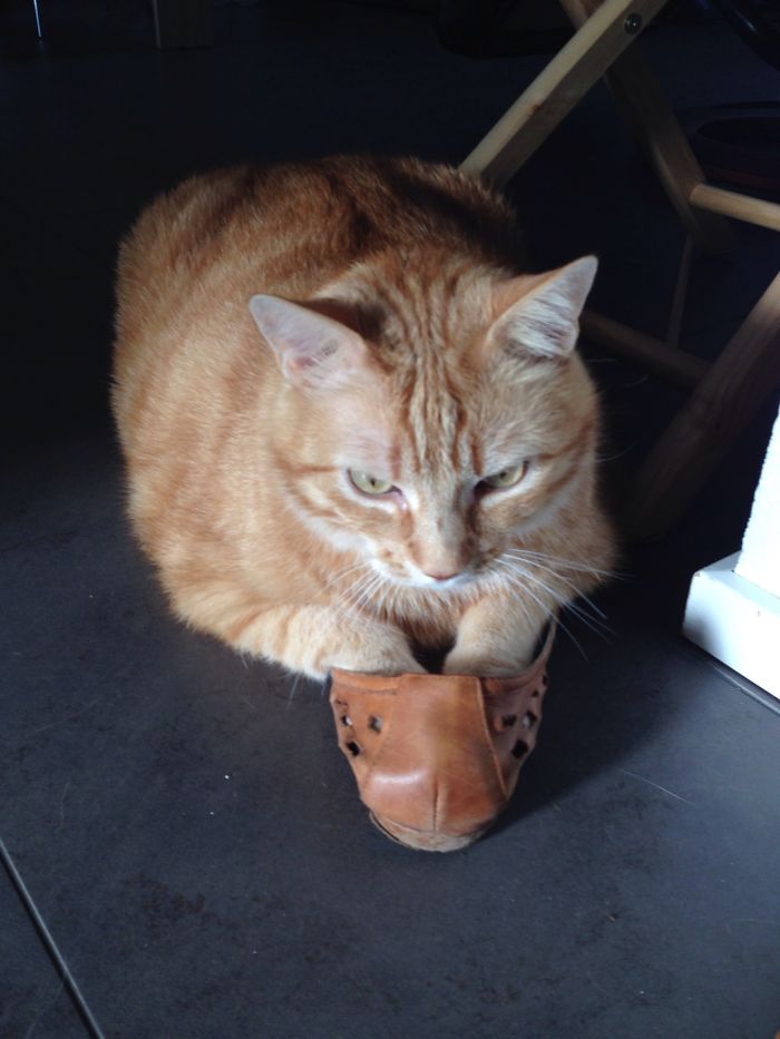 50 Hilarious Examples Of Cat Logic 50 Hilarious Examples Of Cat Logic