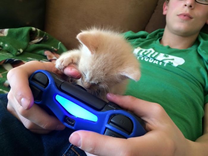 50 Hilarious Examples Of Cat Logic 50 Hilarious Examples Of Cat Logic