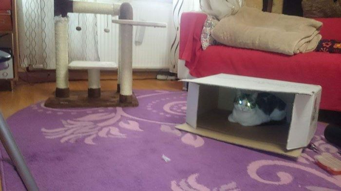 50 Hilarious Examples Of Cat Logic 50 Hilarious Examples Of Cat Logic