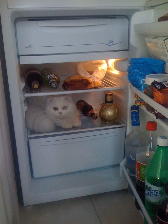 50 Hilarious Examples Of Cat Logic 50 Hilarious Examples Of Cat Logic