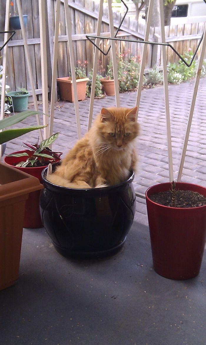 50 Hilarious Examples Of Cat Logic 50 Hilarious Examples Of Cat Logic