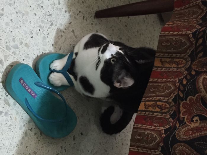 50 Hilarious Examples Of Cat Logic 50 Hilarious Examples Of Cat Logic