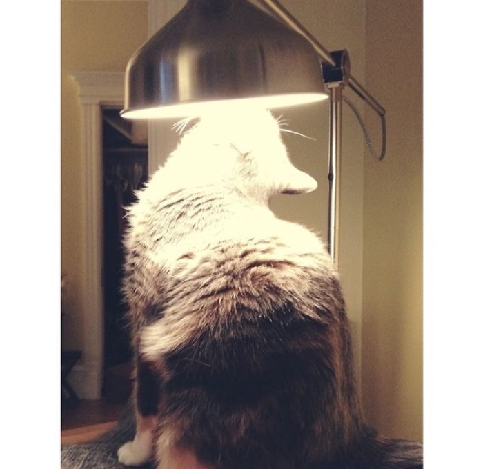 50 Hilarious Examples Of Cat Logic 50 Hilarious Examples Of Cat Logic