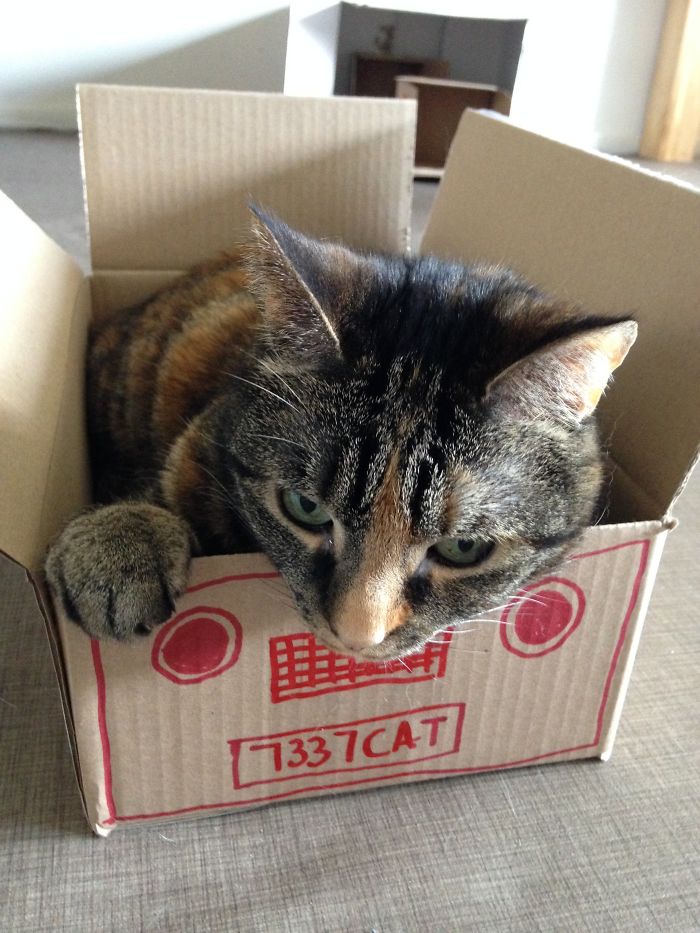 50 Hilarious Examples Of Cat Logic 50 Hilarious Examples Of Cat Logic