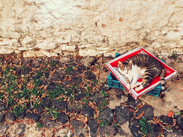 50 Hilarious Examples Of Cat Logic 50 Hilarious Examples Of Cat Logic