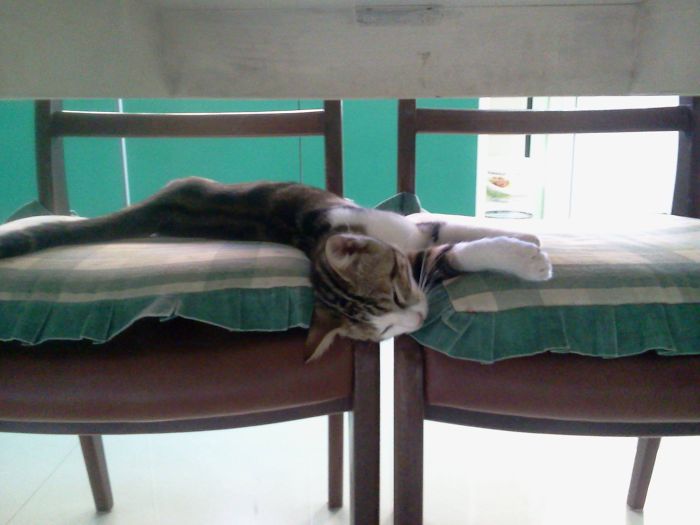 50 Hilarious Examples Of Cat Logic 50 Hilarious Examples Of Cat Logic