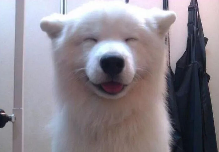 Post The Happiest Dogs Who Show The Best Smiles (346 Pics)